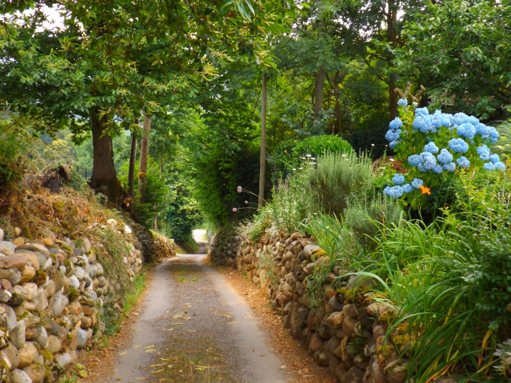 Le Caminaù avec ses chataigniers  et ses hortensias