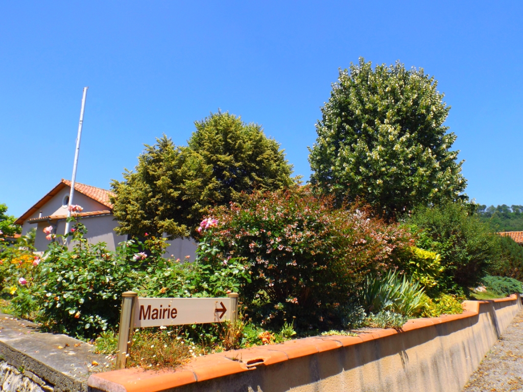 En allant vers la Mairie : arbustes et rosiers