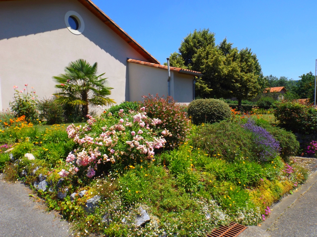 Massif salle des Fêtes : rosiers, lavande, gaillardes, coréopsis ...